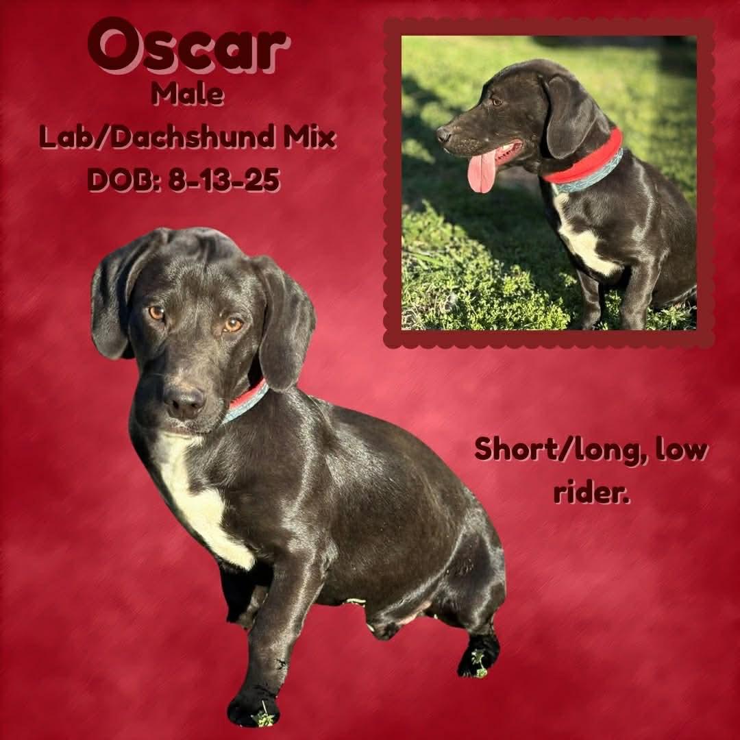 Enlarge Oscar, an adopted mixed breed in Clinton, CT image 1/1