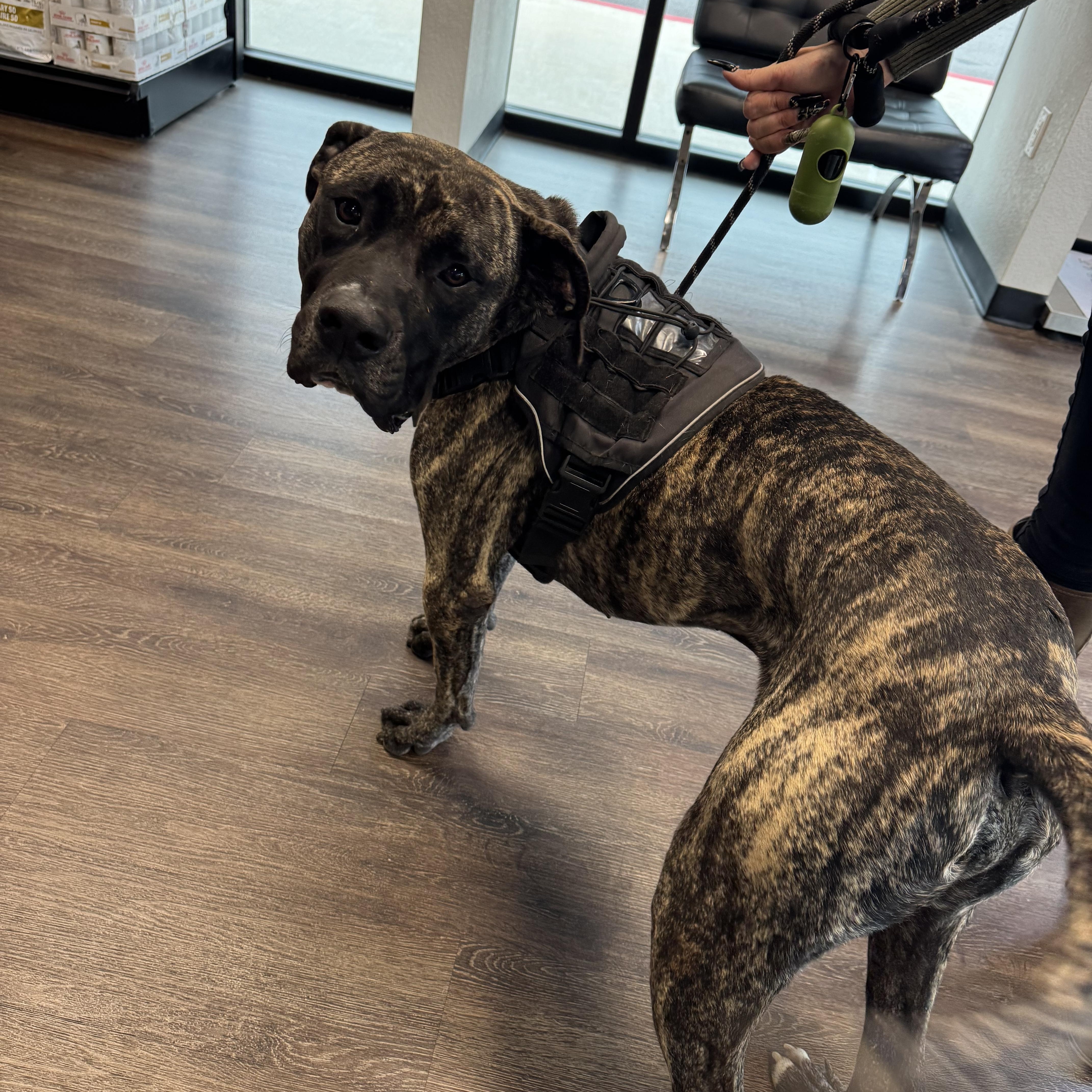 Enlarge Gus , a Adoptable mixed breed in Hoffman Estates, IL image 4/6