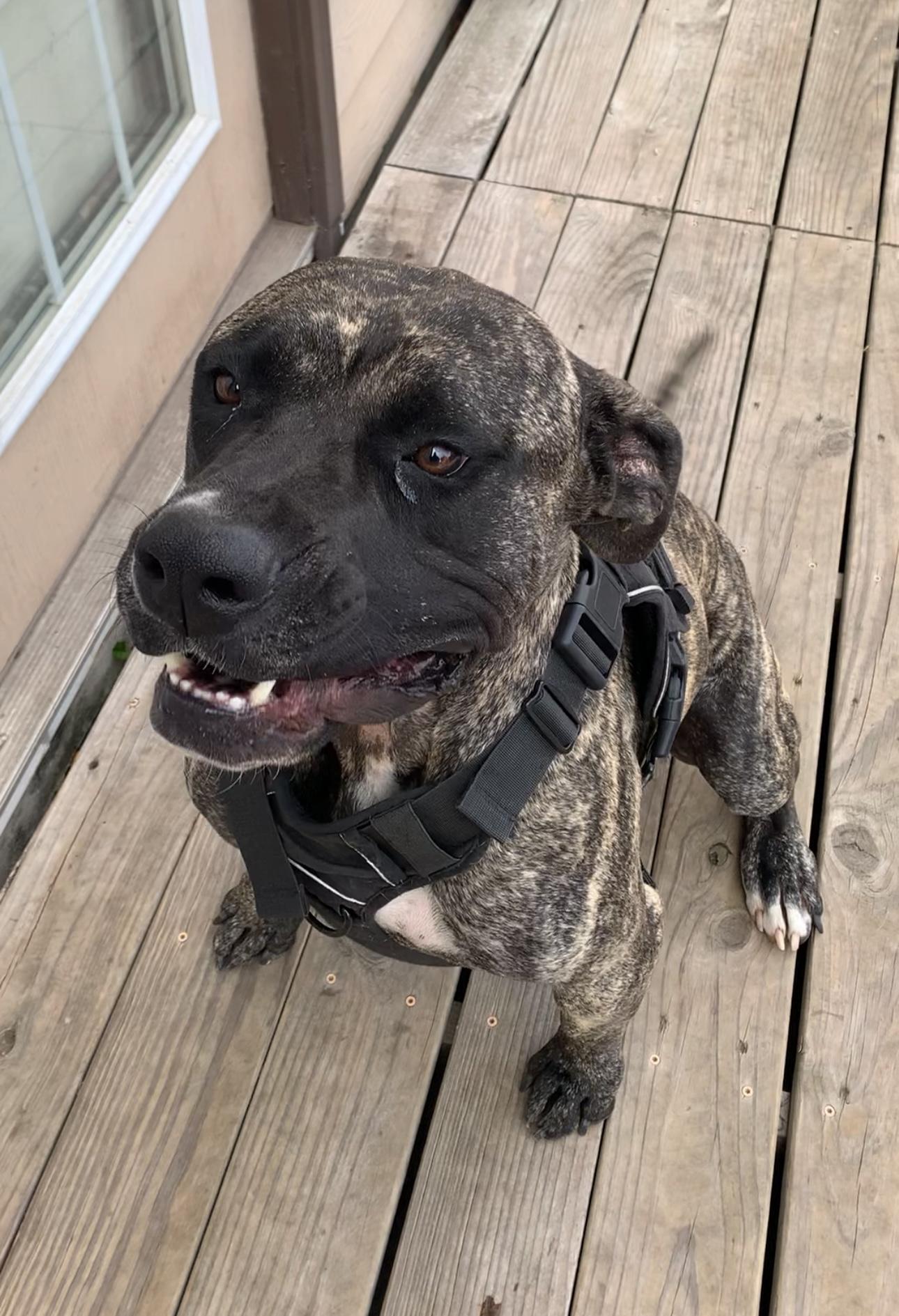 Enlarge Gus , a Adoptable mixed breed in Hoffman Estates, IL image 2/6