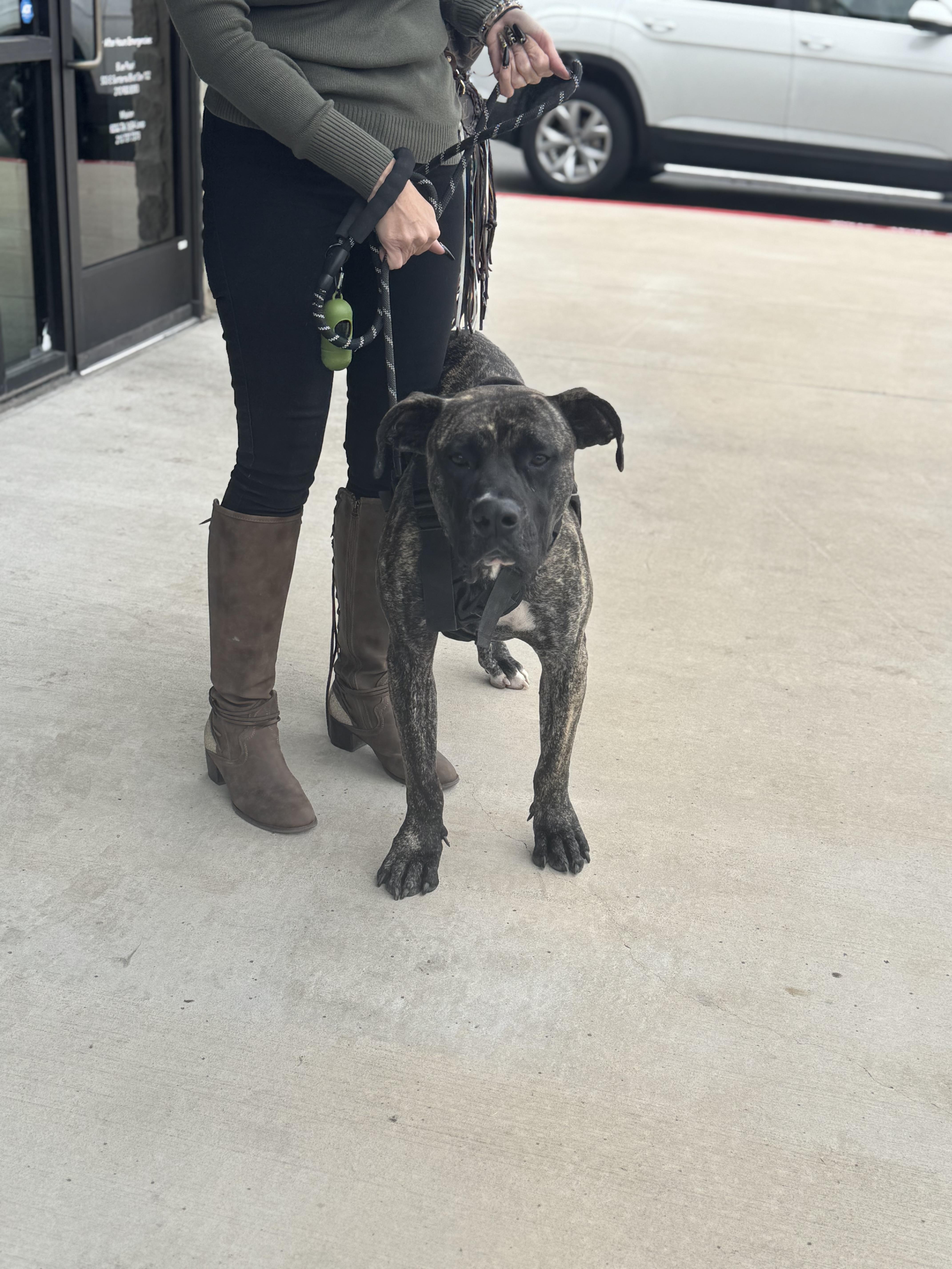 Enlarge Gus , a Adoptable mixed breed in Hoffman Estates, IL image 5/6