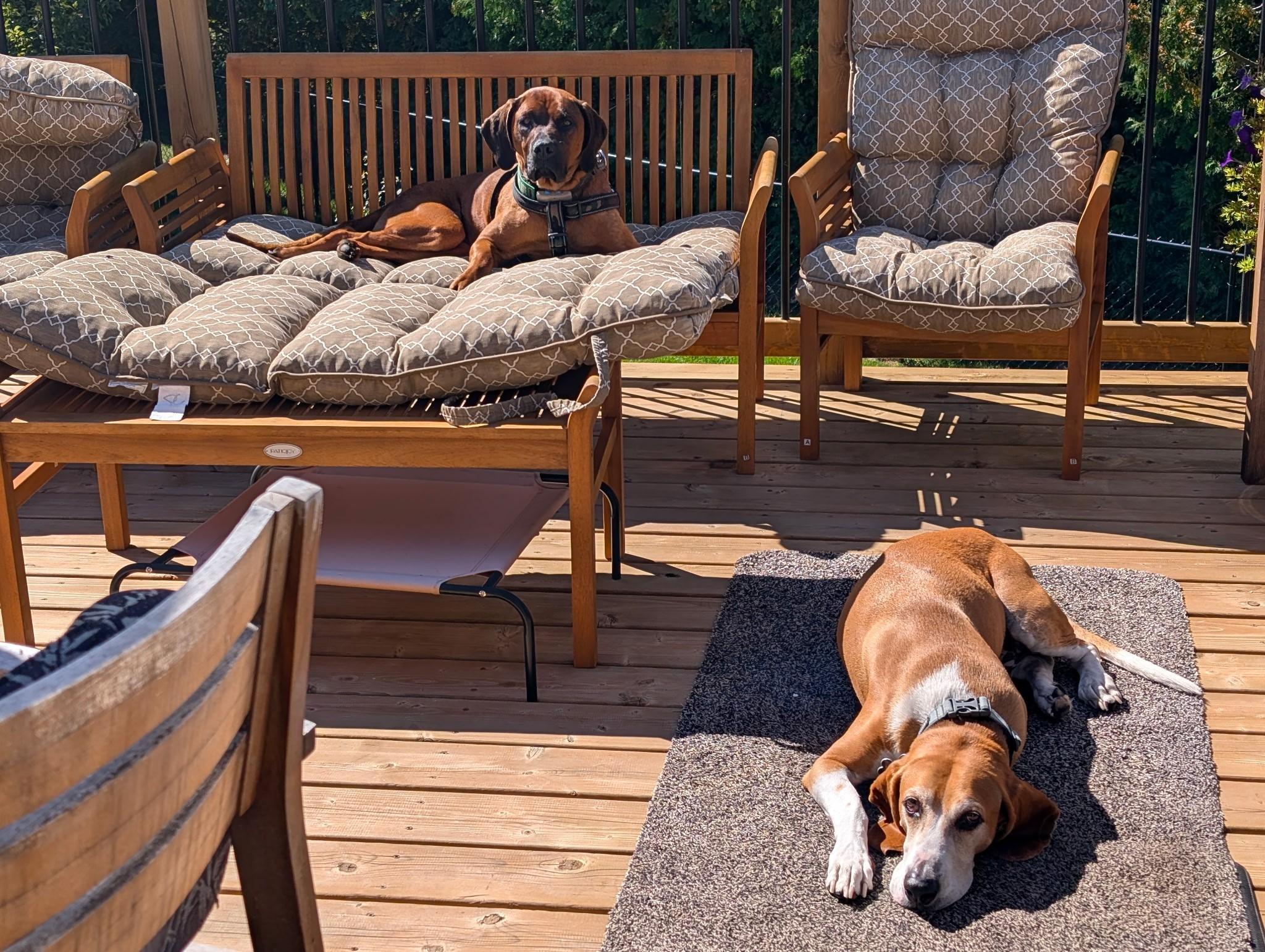 Amara, a Adoptable mixed breed in Woodstock, ON image 1/5