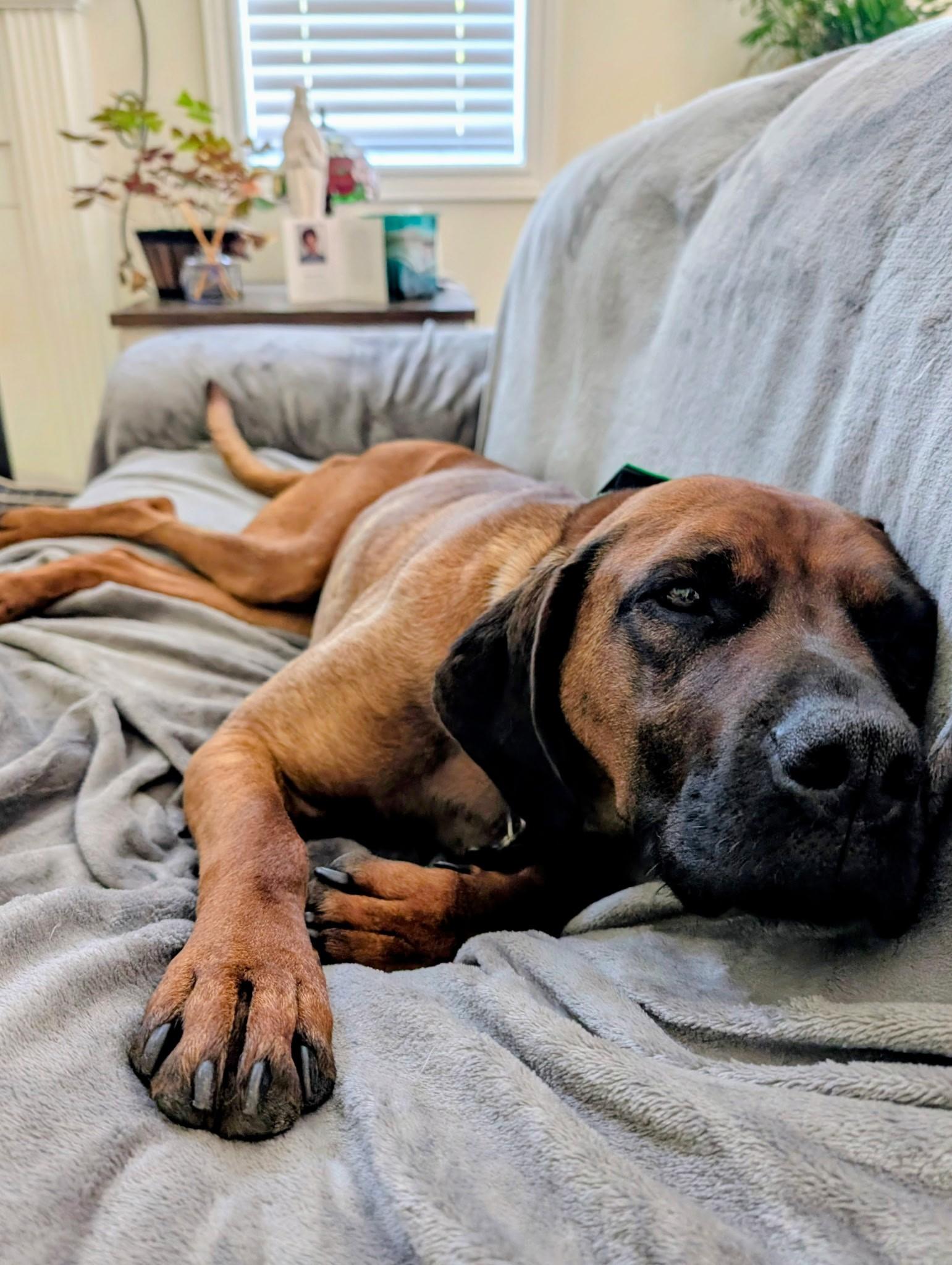 Amara, Adoptable, Adult Female Rhodesian Ridgeback & Black Mouth Cur.