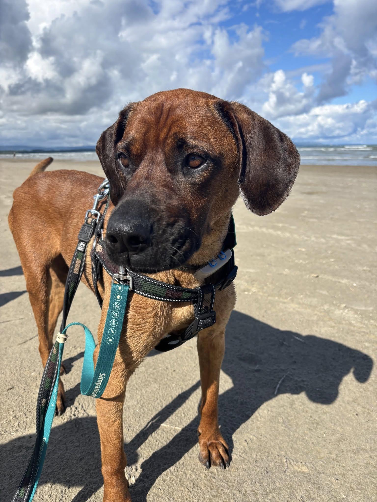 Amara, a Adoptable mixed breed in Woodstock, ON image 3/5