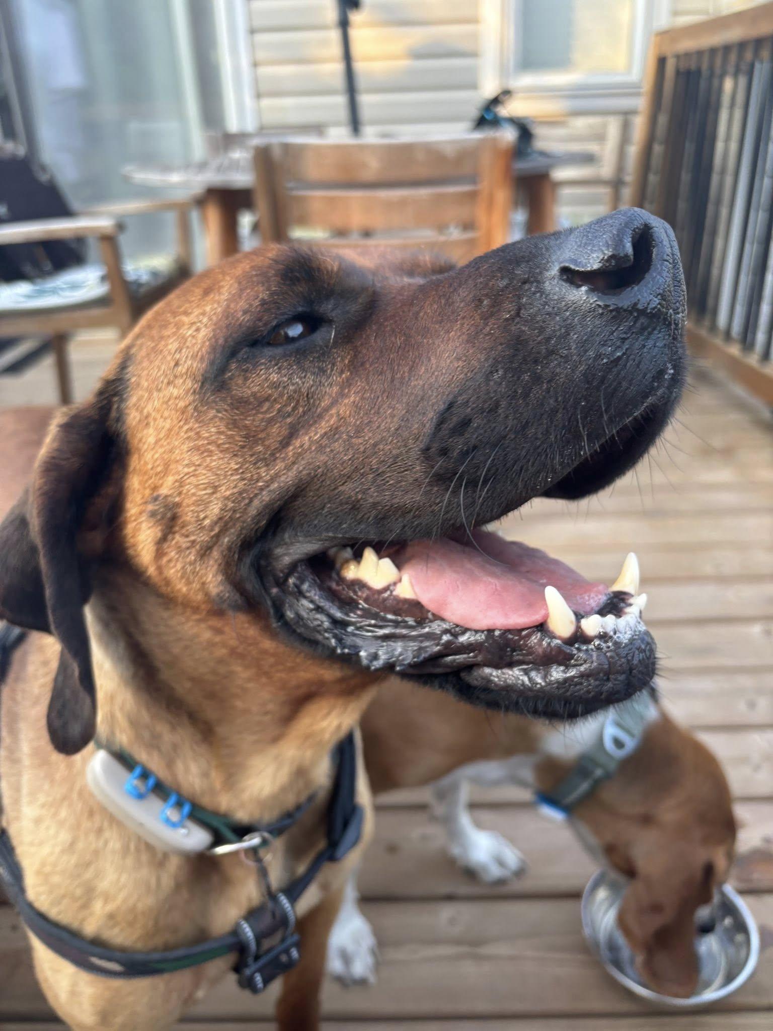 Amara, a Adoptable mixed breed in Woodstock, ON image 4/5