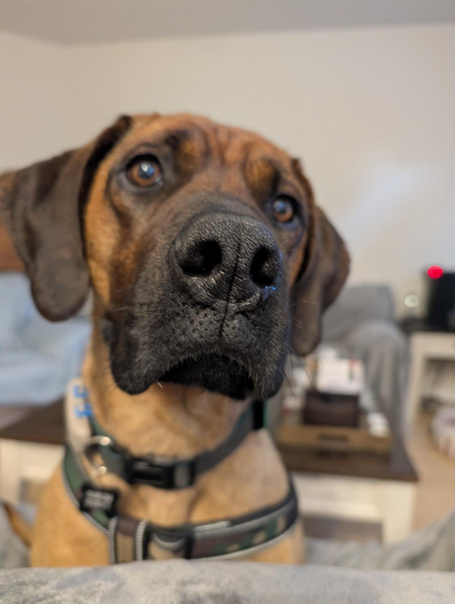 Amara, a Adoptable mixed breed in Woodstock, ON image 5/5