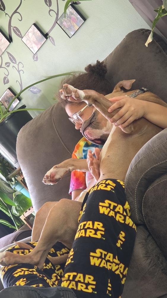 Apollo, Adoptable, Adult Male Staffordshire Bull Terrier.