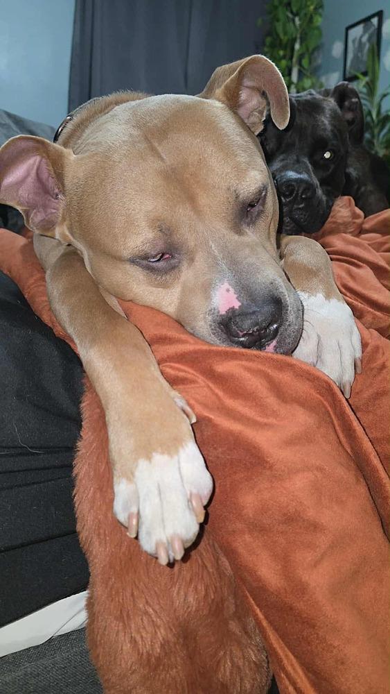 Enlarge Apollo, a Adoptable Staffordshire Bull Terrier in Lincoln Park, MI image 2/5