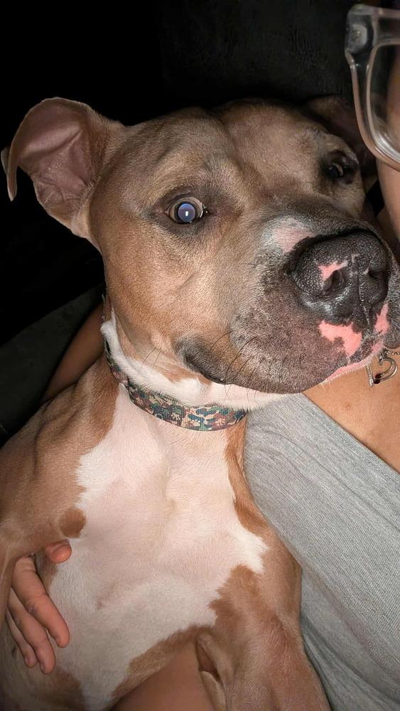 Enlarge Apollo, a Adoptable Staffordshire Bull Terrier in Lincoln Park, MI image 4/5