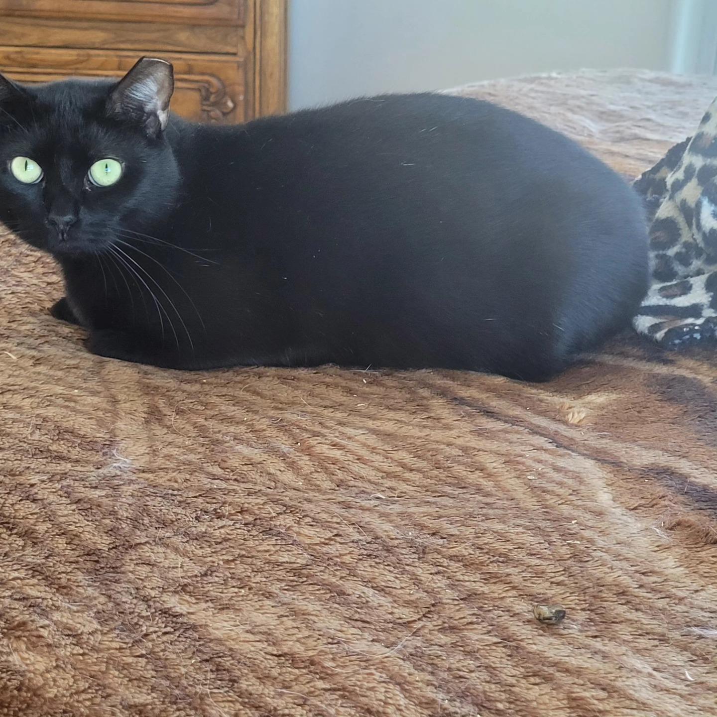 JoJo, Adoptable, Young Male Domestic Short Hair.