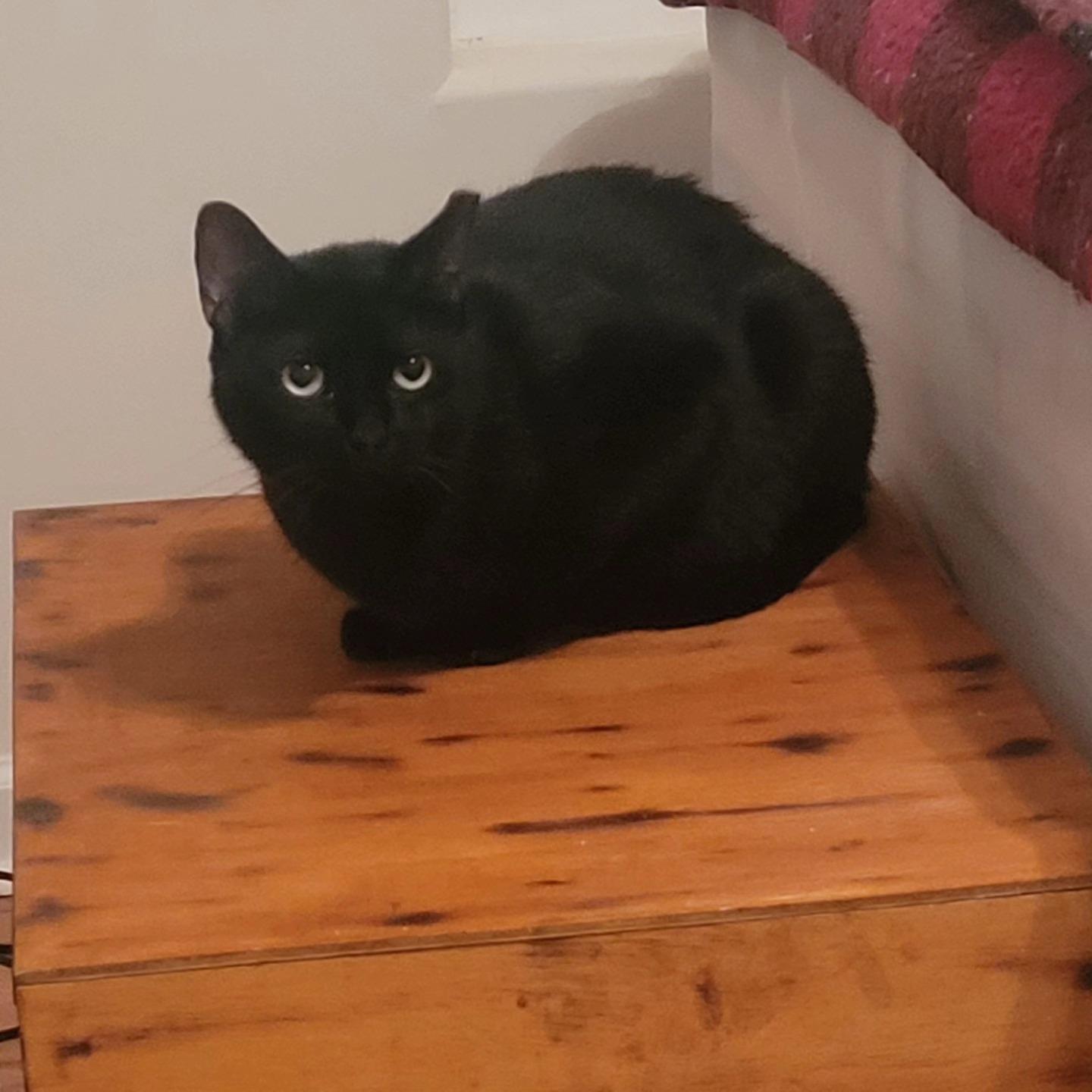 Enlarge JoJo, a Adoptable Domestic Short Hair in Murrells Inlet, SC image 2/2