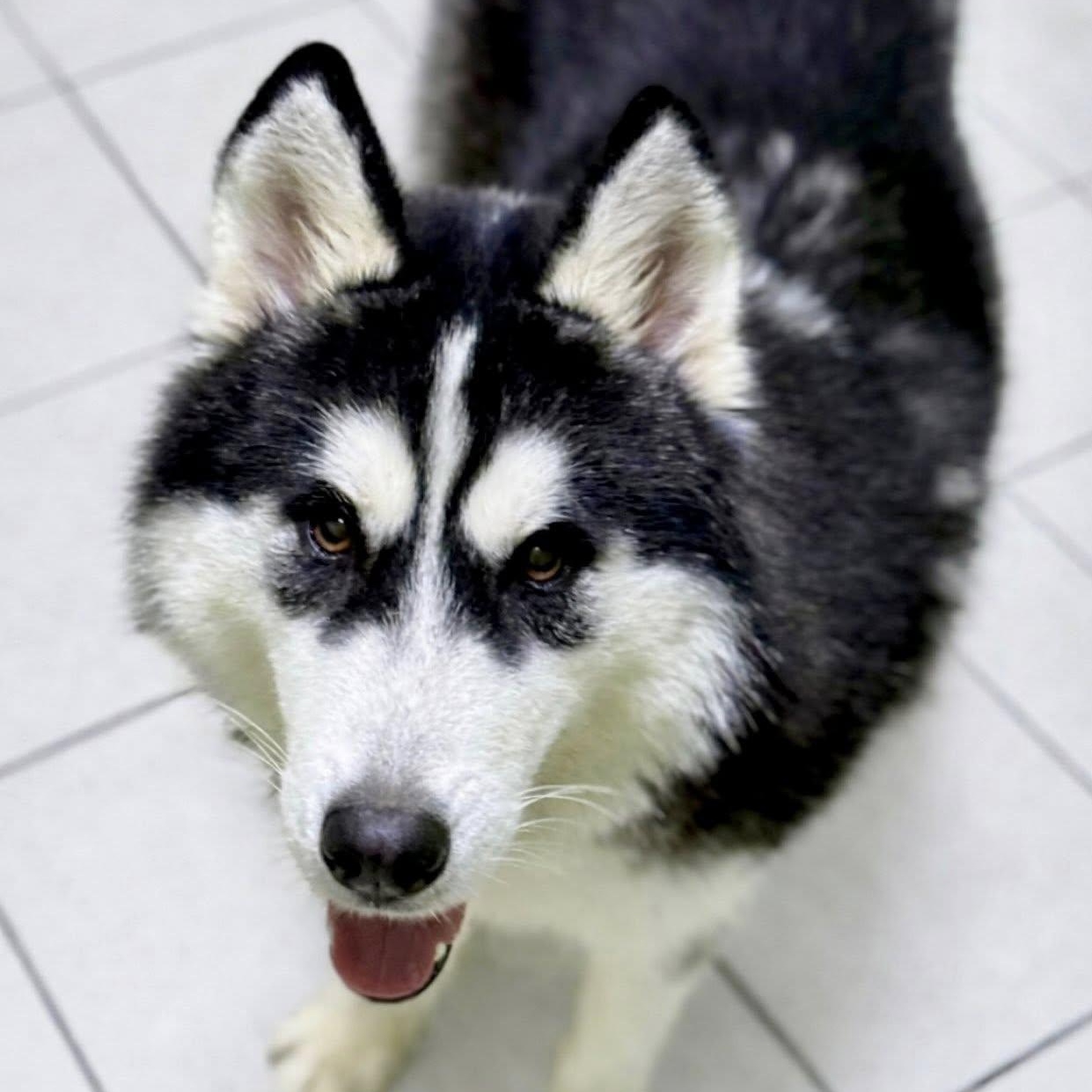 Blizzard, ADOPTABLE, Young Male Husky.