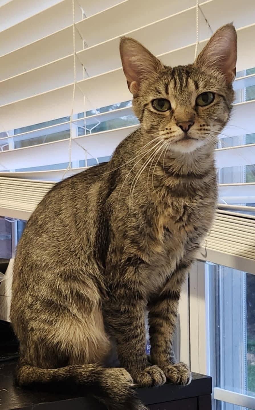 April, Adoptable, Adult Female Domestic Short Hair.