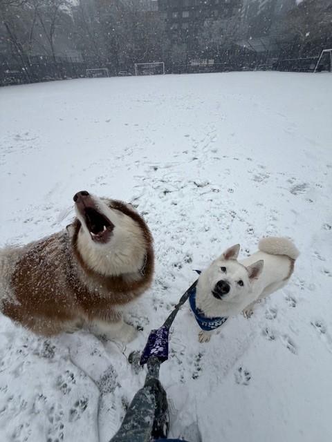 Enlarge Snow, a ADOPTABLE Siberian Husky in New York, NY image 4/5