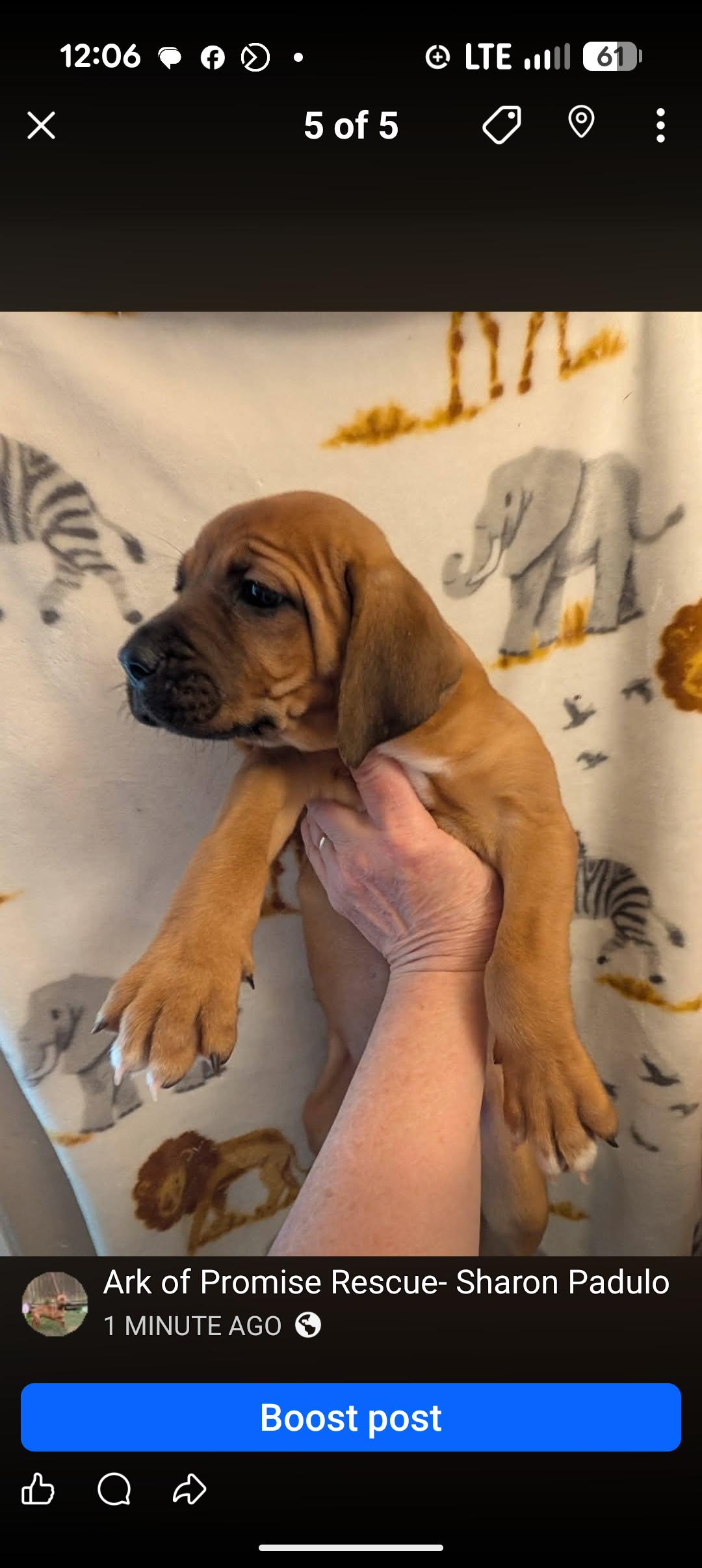 Enlarge MAPLE, an adopted mixed breed in Browns Mills, NJ image 2/3