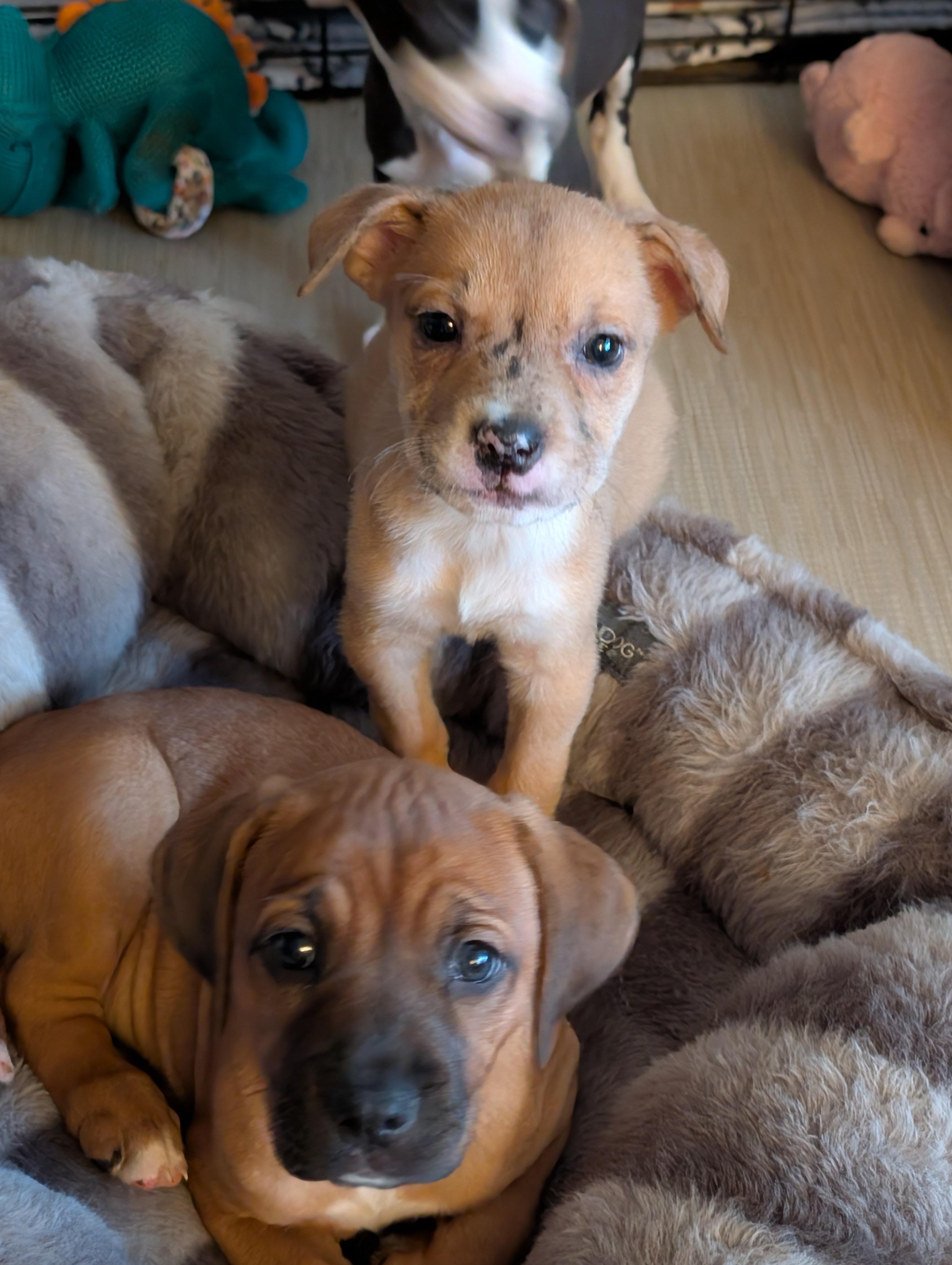 Enlarge MAPLE, an adopted mixed breed in Browns Mills, NJ image 3/3