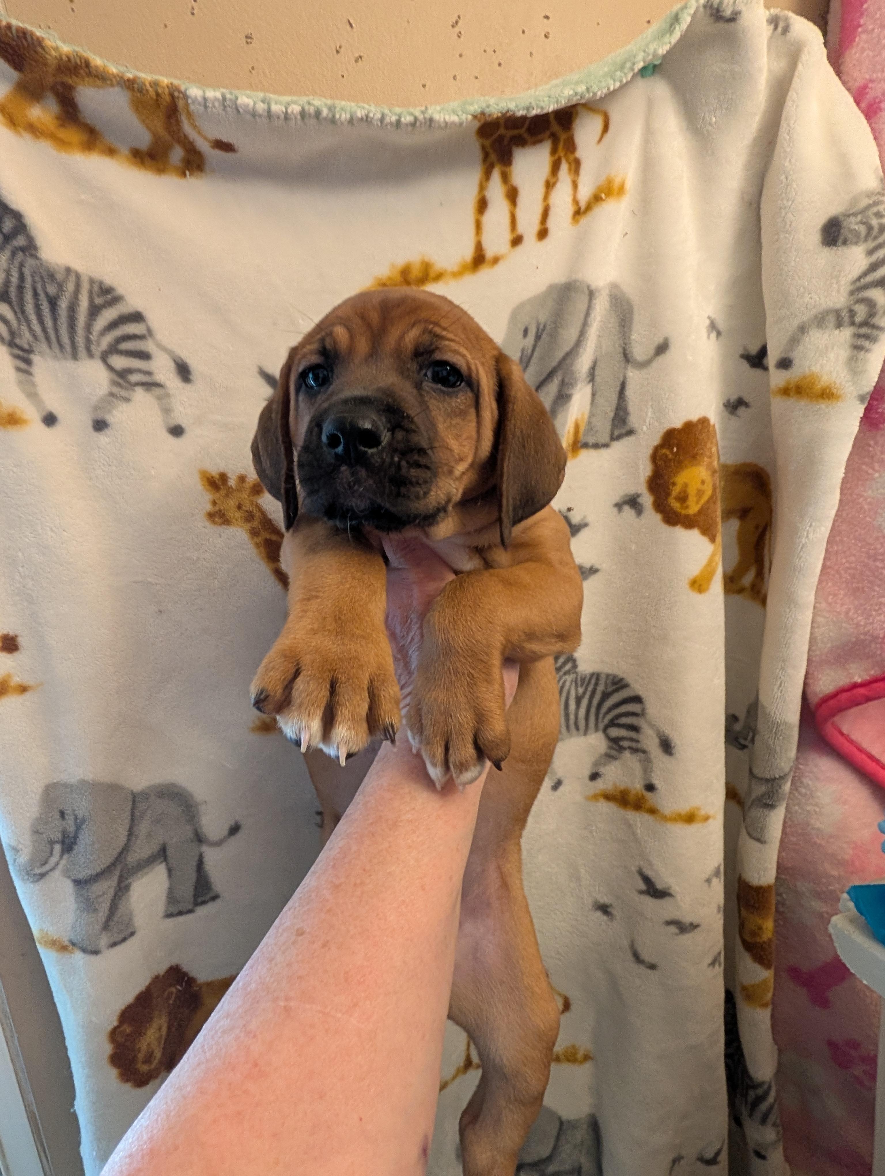 MAPLE, adopted, Puppy Female Redbone Coonhound.