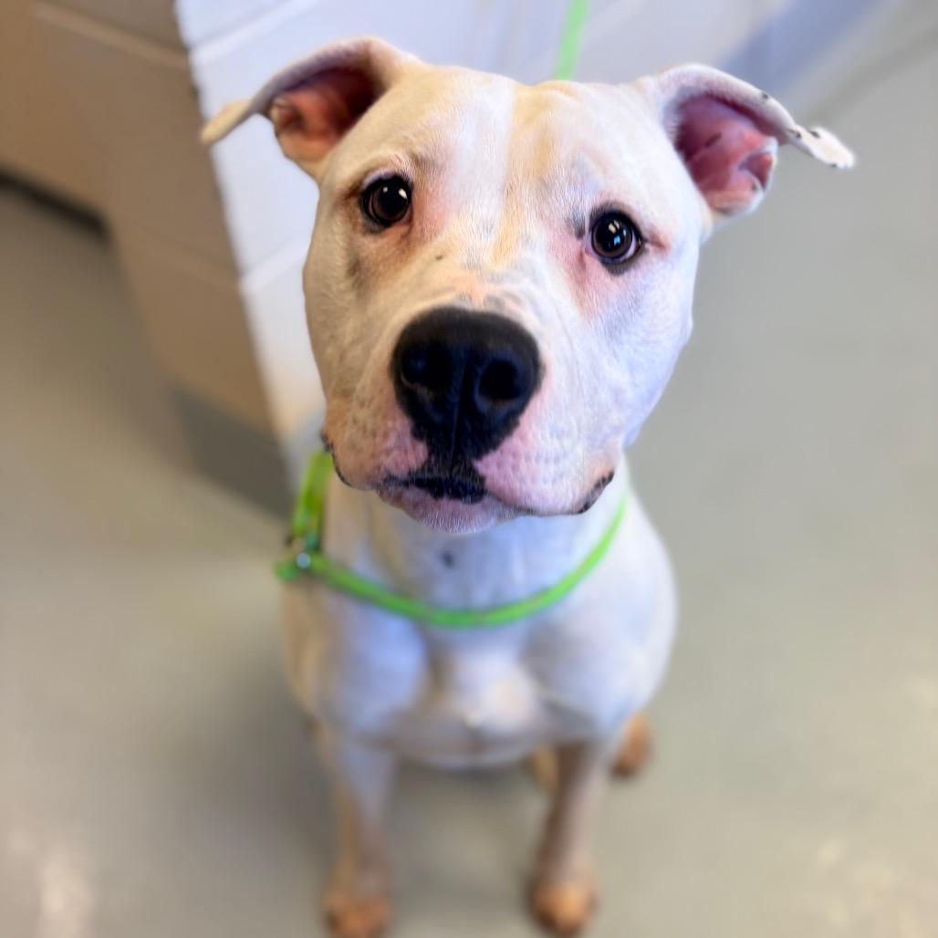 Tofu, Adoptable, Adult Male American Bulldog.