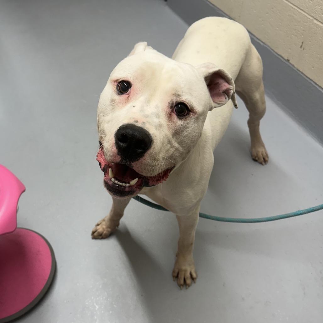 Enlarge Tofu, a Adoptable mixed breed in Concord, NC image 2/4