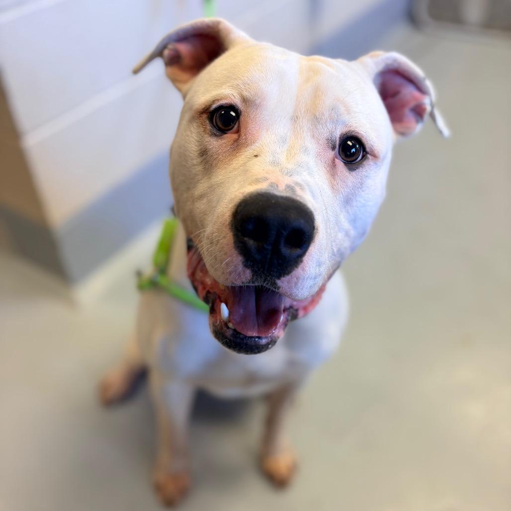 Enlarge Tofu, a Adoptable mixed breed in Concord, NC image 3/4
