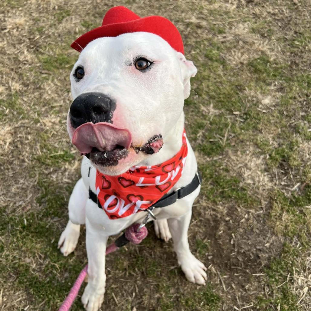 Tofu, a Adoptable mixed breed in Concord, NC image 5/6