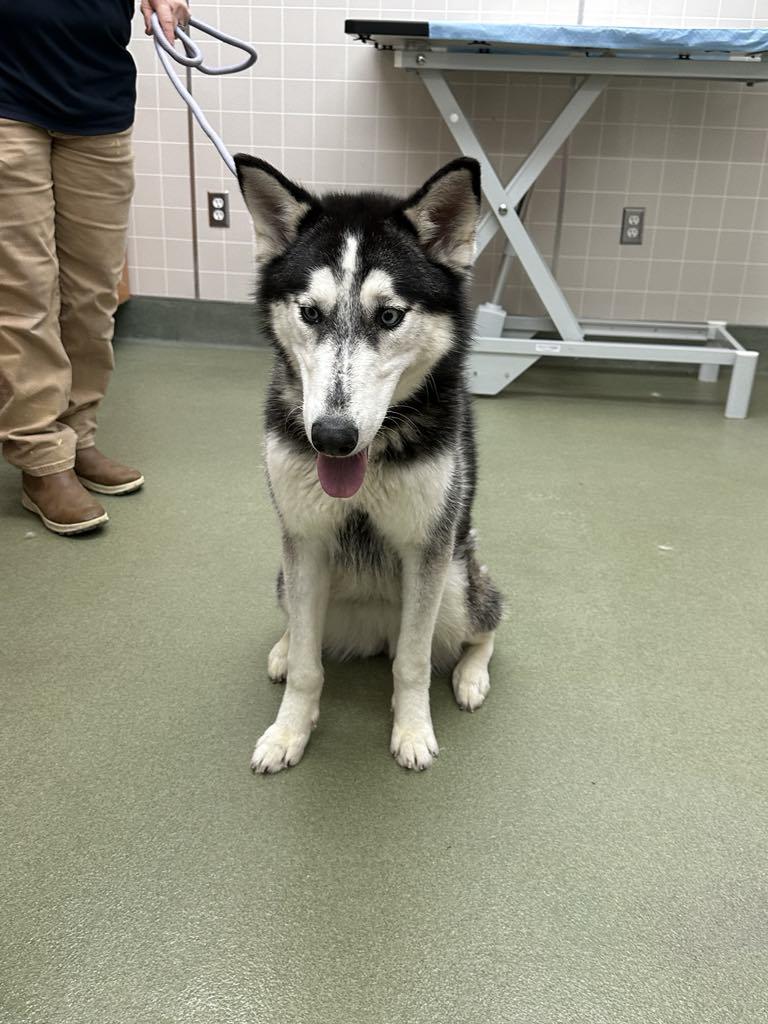 Enlarge Opal, an adopted Husky in Avenal, CA image 1/1