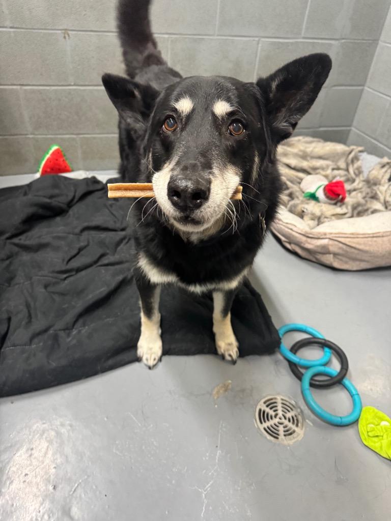 Lucky, a Adoptable Husky in Winnipeg, MB image 2/3