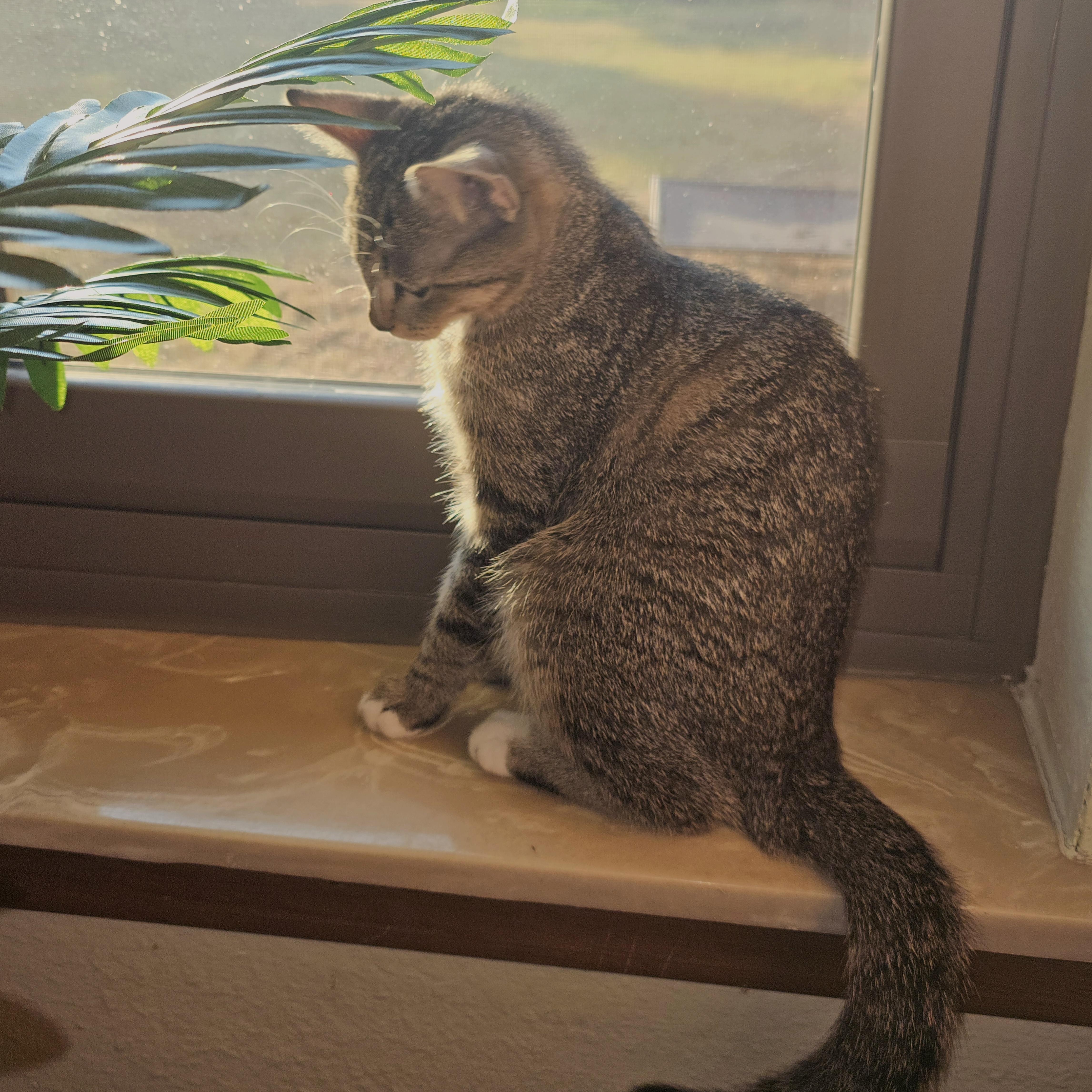 MISSY, a Adoptable Tabby in Fletcher, OK image 6/6