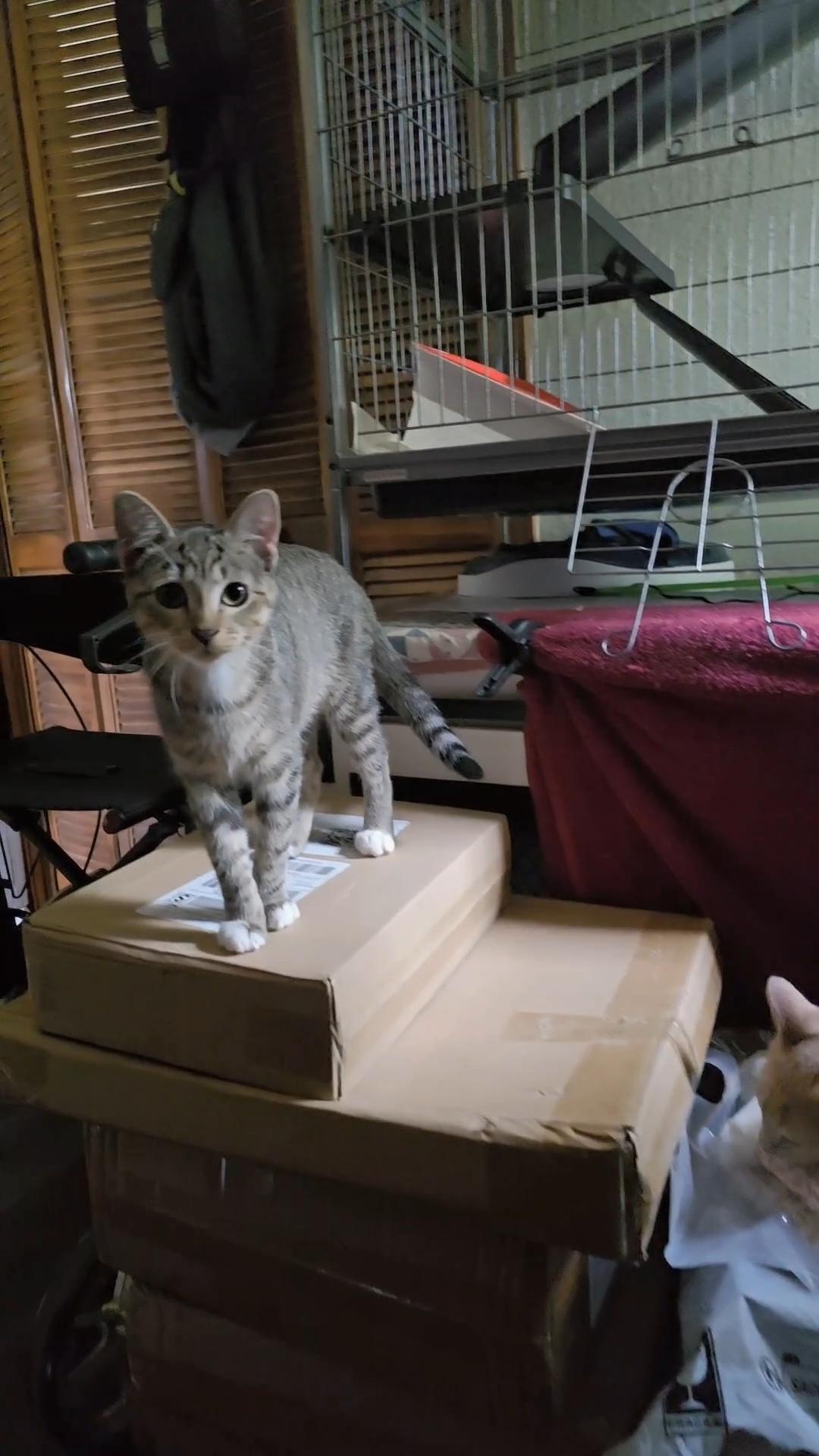 MISSY, an adoptable Tabby in Fletcher, OK, 73541 | Photo Image 4