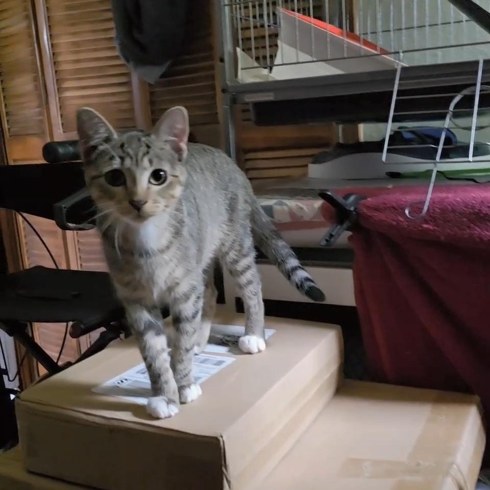 MISSY, a Adoptable Tabby in Fletcher, OK image 5/6