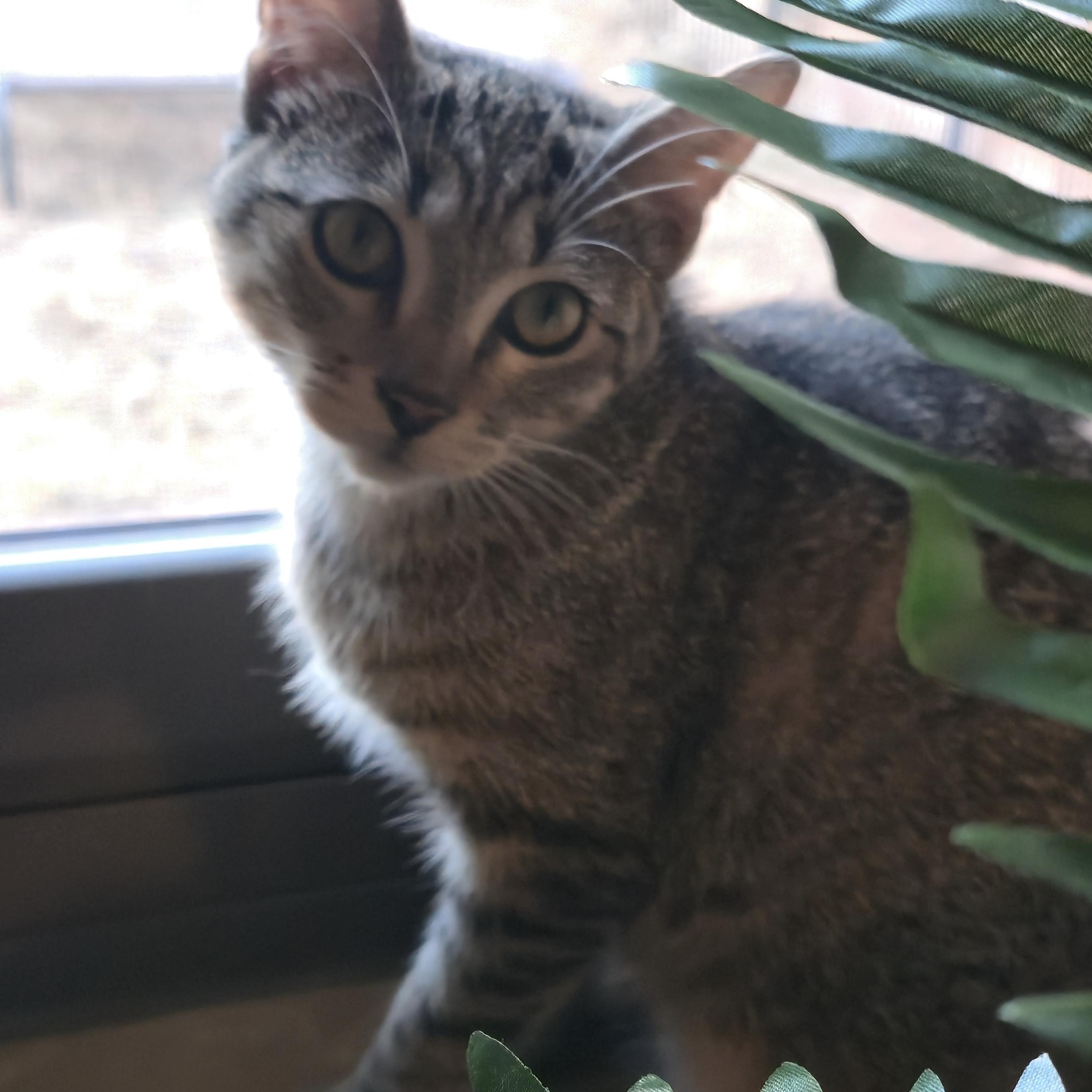 MISSY, a Adoptable Tabby in Fletcher, OK image 4/6