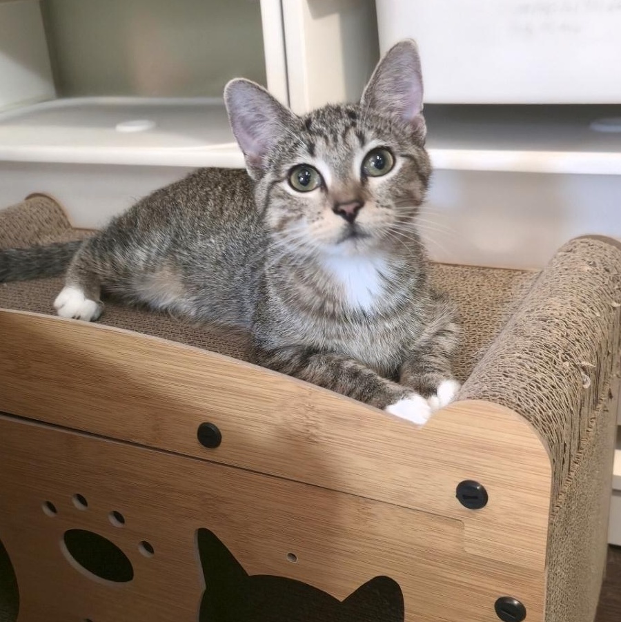 MISSY, a Adoptable Tabby in Fletcher, OK image 1/6