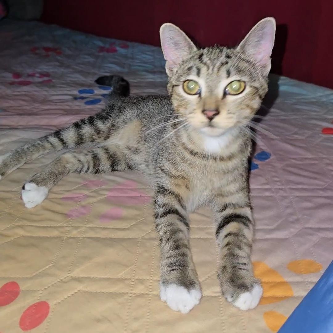 MISSY, Adoptable, Young Female Tabby.
