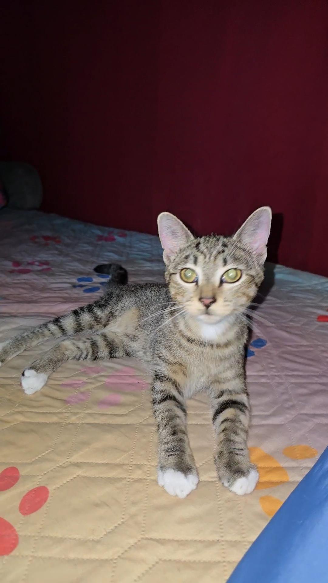 MISSY, an adoptable Tabby in Fletcher, OK, 73541 | Photo Image 2