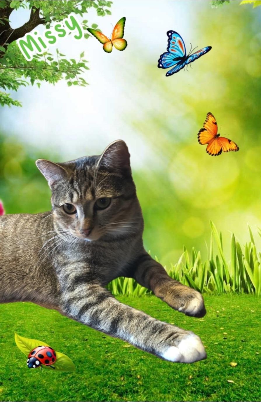 Enlarge MISSY, a Adoptable Tabby in Fletcher, OK image 1/5