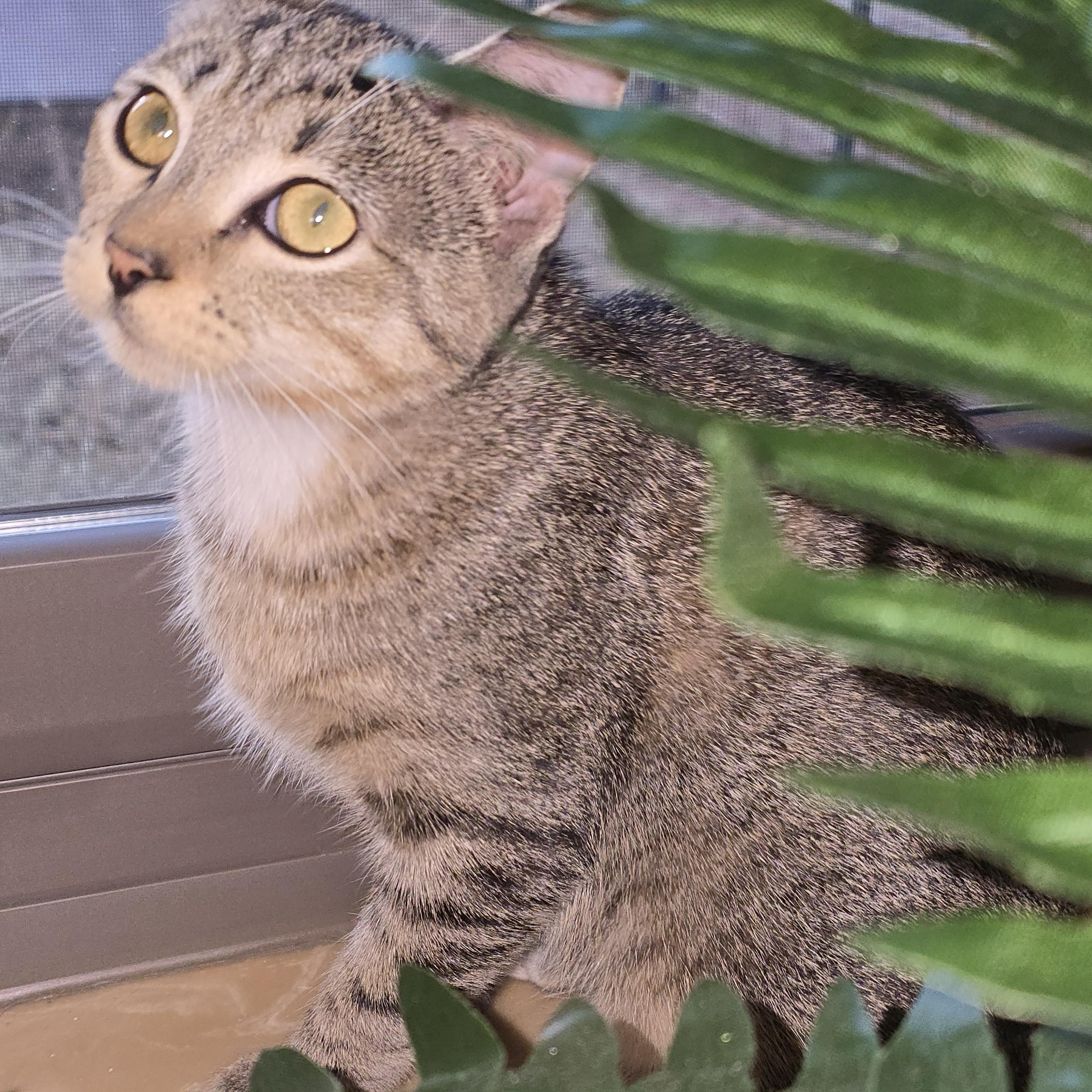 MISSY, a Adoptable Tabby in Fletcher, OK image 3/6