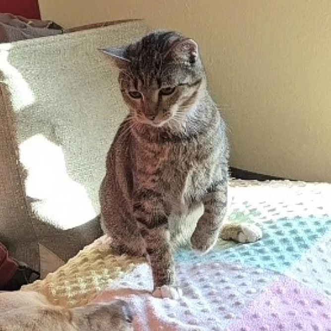 Enlarge MISSY, a Adoptable Tabby in Fletcher, OK image 3/6