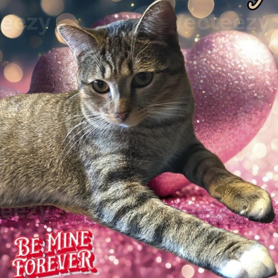MISSY, Adoptable, Young Female Tabby.