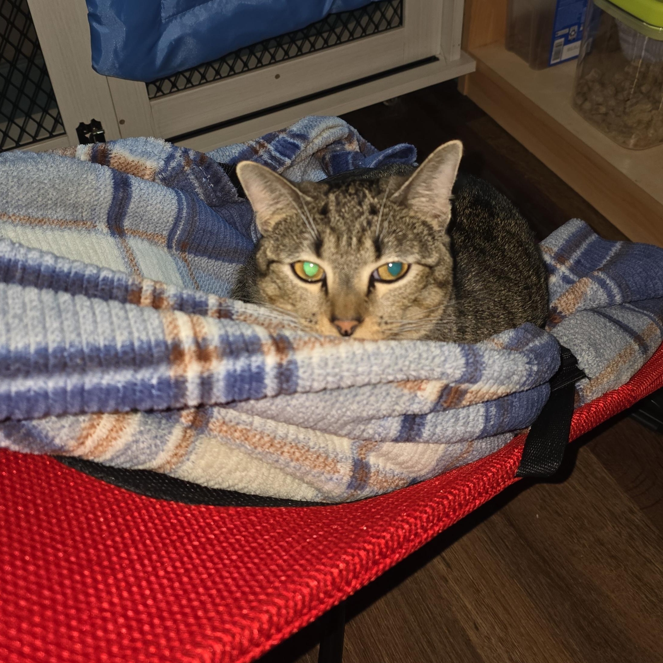 Enlarge MISSY, a Adoptable Tabby in Fletcher, OK image 2/6