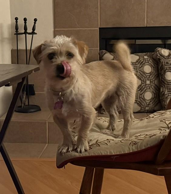 Enlarge PANSIE, a Adopted mixed breed in fort worth, TX image 3/6