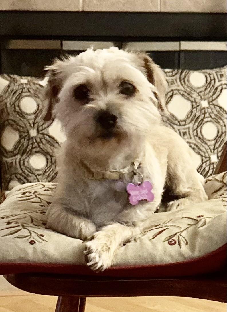 PANSIE, Adopted, Young Female Shih Tzu & Yorkshire Terrier.