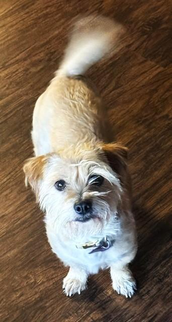 Enlarge PANSIE, a Adopted mixed breed in fort worth, TX image 4/6