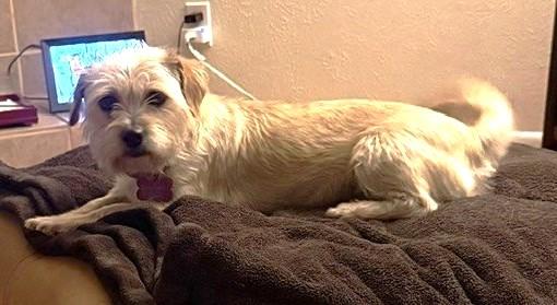 Enlarge PANSIE, a Adopted mixed breed in fort worth, TX image 5/6