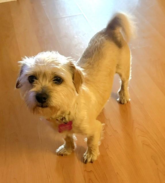 Enlarge PANSIE, a Adopted mixed breed in fort worth, TX image 2/6