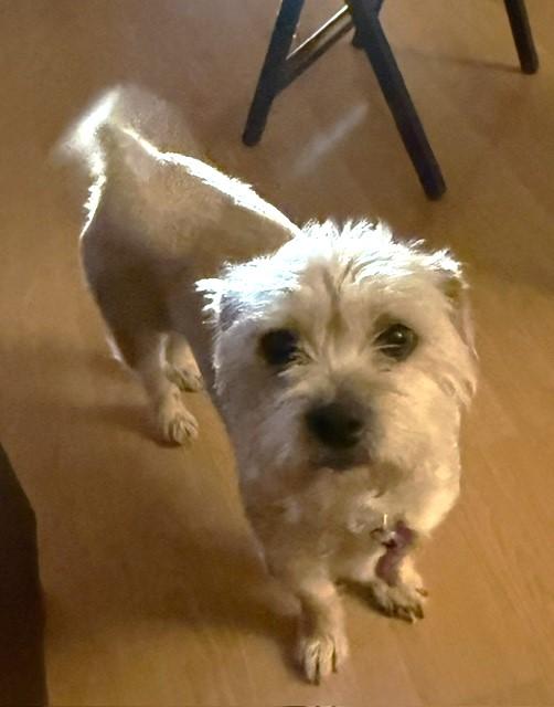 Enlarge PANSIE, a Adopted mixed breed in fort worth, TX image 6/6