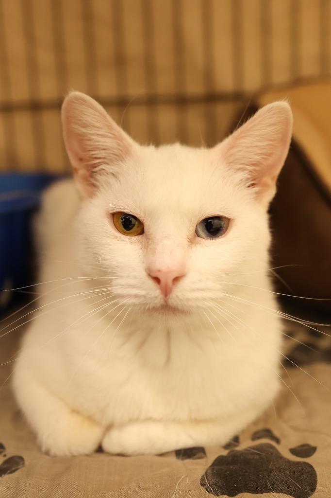 Enlarge Selene , a ADOPTABLE Domestic Short Hair in Mira Loma, CA image 1/1