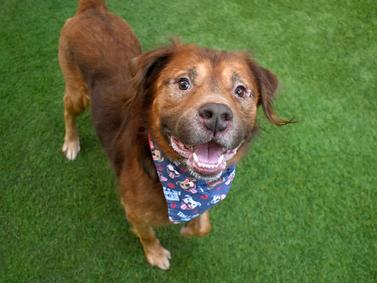 Rusty — thumbnail 5