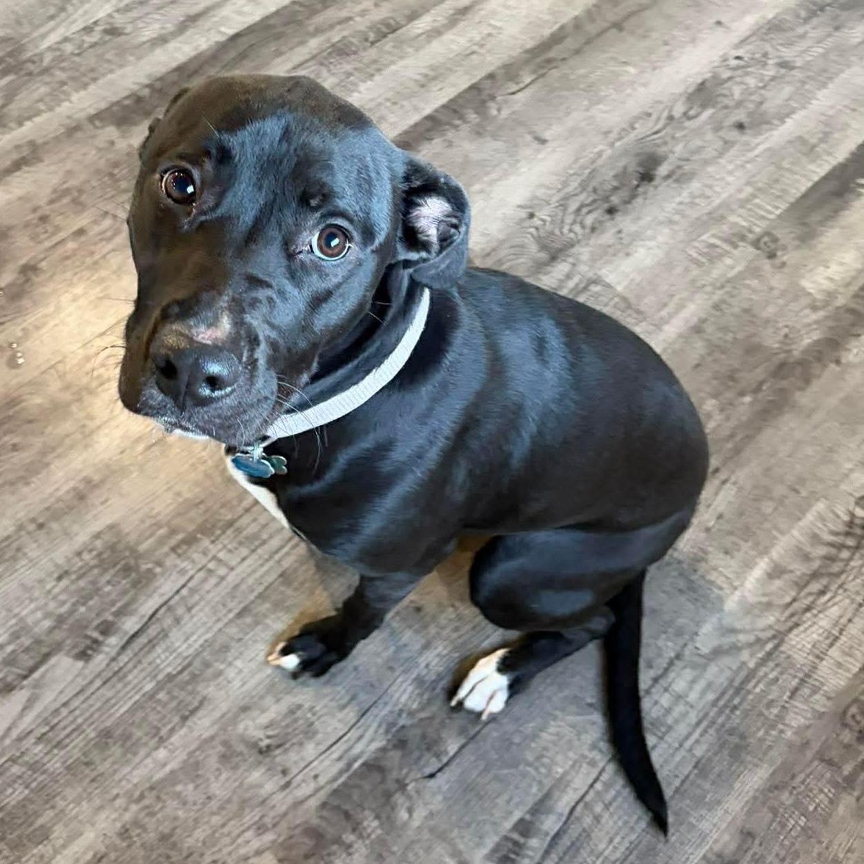 Enlarge Isabella, an adopted Labrador Retriever in Alma, MI image 1/1
