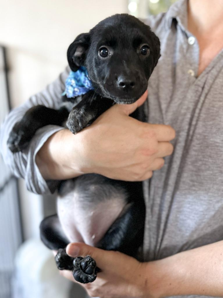 Dakota, Adopted, Young Female Shepherd.