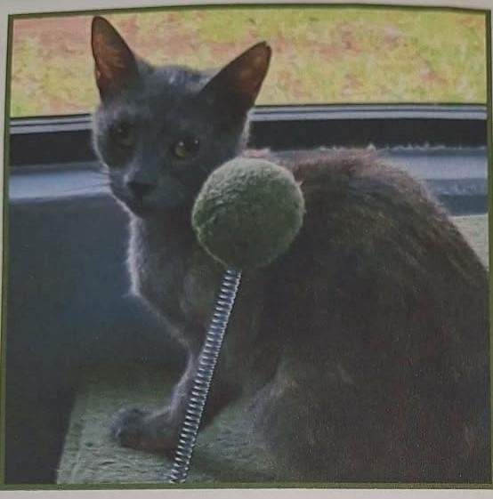 Val, Adoptable, Young Female Russian Blue & Domestic Short Hair.