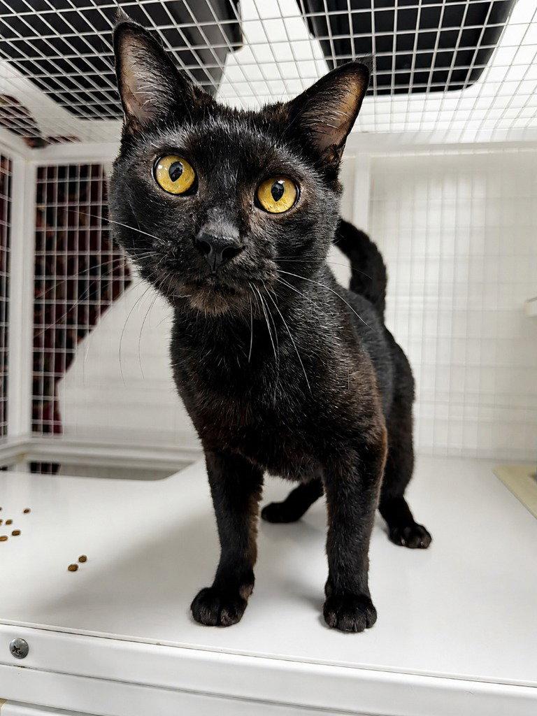 Betelgeuse, Adoptable, Adult Male Domestic Short Hair.